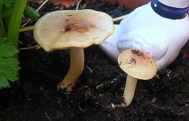 Pholiota spec. (cfr. Pholiota mixta)